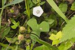 Whitestar, Ipomoea lacunosa