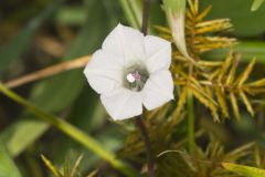 Whitestar, Ipomoea lacunosa