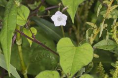 Whitestar, Ipomoea lacunosa
