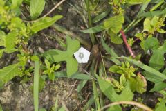 Whitestar, Ipomoea lacunosa