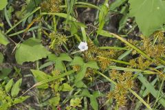 Whitestar, Ipomoea lacunosa