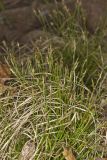 Whitetinge Sedge, Carex albicans