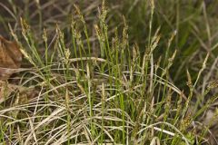 Whitetinge Sedge