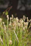 Whitetinge Sedge, Carex albicans