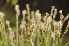 Whitetinge Sedge, Carex albicans Whitetinge Sedge, Carex albicans