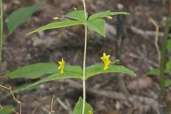 Whorled Loosestrife, Lysimachia quadrifolia