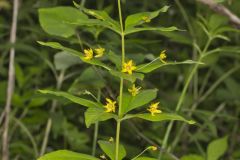 Whorled Loosestrife, Lysimachia quadrifolia
