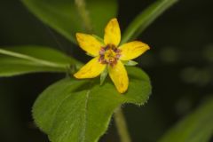 Whorled Loosestrife, Lysimachia quadrifolia