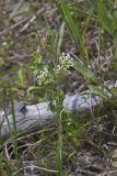 Whorled Milkweed, Asclepias verticillata