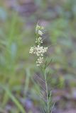 Whorled Milkweed, Asclepias verticillata