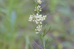 Whorled Milkweed
