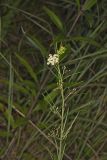 Whorled Milkweed, Asclepias verticillata