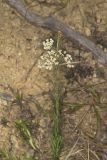 Whorled Milkweed, Asclepias verticillata