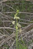 Whorled Milkweed, Asclepias verticillata