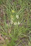 Whorled Milkweed, Asclepias verticillata
