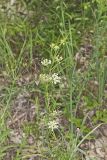Whorled Milkweed, Asclepias verticillata