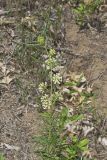 Whorled Milkweed, Asclepias verticillata