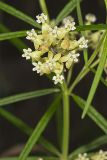 Whorled Milkweed, Asclepias verticillata