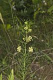 Whorled Milkweed, Asclepias verticillata