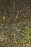 Whorled Milkweed