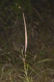 Whorled Milkweed