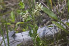 Whorled Milkweed, Asclepias verticillata