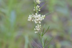 Whorled Milkweed, Asclepias verticillata