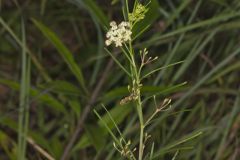 Whorled Milkweed, Asclepias verticillata