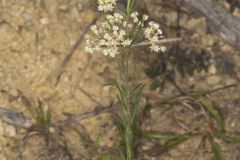 Whorled Milkweed, Asclepias verticillata
