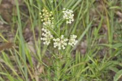 Whorled Milkweed, Asclepias verticillata