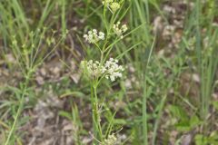 Whorled Milkweed, Asclepias verticillata