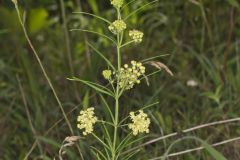 Whorled Milkweed, Asclepias verticillata