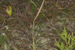 Whorled Milkweed, Asclepias verticillata