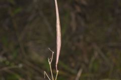 Whorled Milkweed, Asclepias verticillata