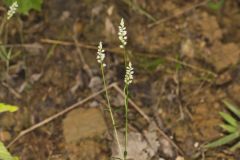 Whorled Milkwort, Polygala verticillata