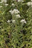 Whorled Mountainmint, Pycnanthemum verticillatum