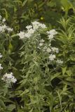 Whorled Mountainmint, Pycnanthemum verticillatum
