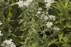 Whorled Mountainmint