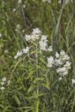 Whorled Mountainmint, Pycnanthemum verticillatum