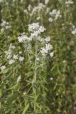Whorled Mountainmint, Pycnanthemum verticillatum