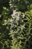 Whorled Mountainmint, Pycnanthemum verticillatum