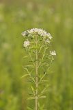 Whorled Mountainmint, Pycnanthemum verticillatum