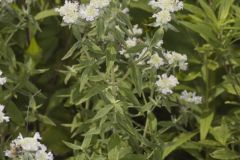 Whorled Mountainmint, Pycnanthemum verticillatum Whorled Mountainmint, Pycnanthemum verticillatum