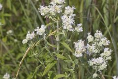 Whorled Mountainmint, Pycnanthemum verticillatum Whorled Mountainmint, Pycnanthemum verticillatum