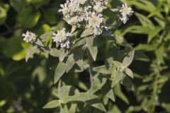 Whorled Mountainmint, Pycnanthemum verticillatum Whorled Mountainmint, Pycnanthemum verticillatum