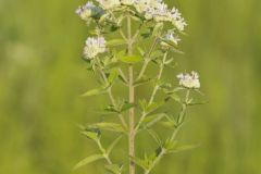 Whorled Mountainmint, Pycnanthemum verticillatum Whorled Mountainmint, Pycnanthemum verticillatum