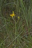 Whorled Rosinweed, Silphium trifoliatum