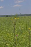 Whorled Rosinweed, Silphium trifoliatum