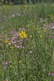Whorled Rosinweed, Silphium trifoliatum