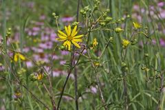 Whorled Rosinweed